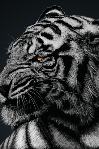Картинка: Тигр, белый, хищник, полосы, опасность, серый, арт