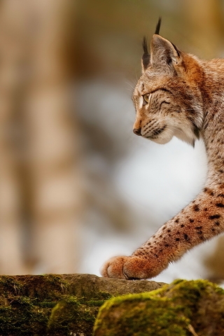 Image: Lynx, goes, predator, stones