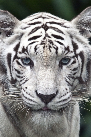 Image: Cat, white tiger, eyes, mustache, nose