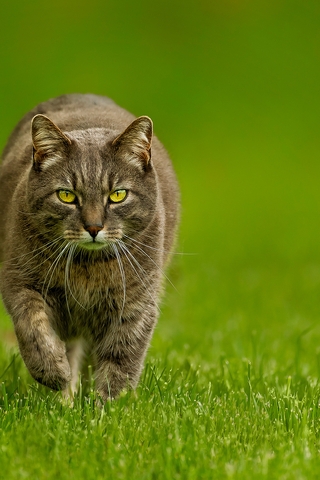 Картинка: Кот, шерсть, лапы, морда, глаза, взгляд, идёт, трава, газон, лето