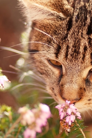 Картинка: Кот, цветы, нюхает, морда