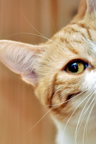 Image: Cat, red, ears, mustache, snout, eyes, looks