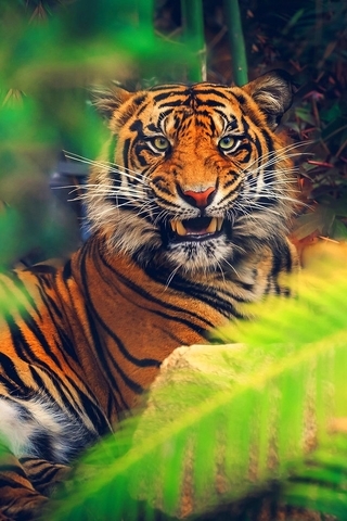 Image: Tiger, stripes, fangs, grin, lies, muzzle, eyes, look, predator, thickets