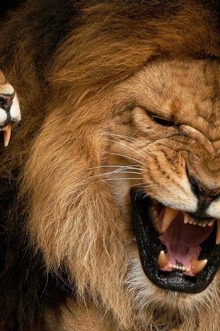 Image: Lion, lioness, mouth, fangs, growl, grin, predator