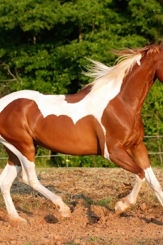 Картинка: Лошадь, конь, окрас, бег, деревья