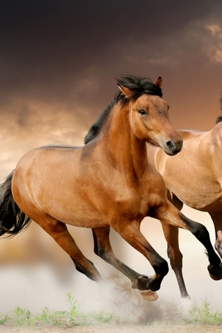 Картинка: Лошади, грива, бег, фокус, размытость