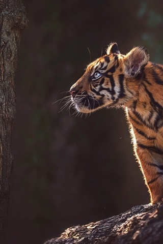 Image: Tiger, tiger cub, child, predator, stripes