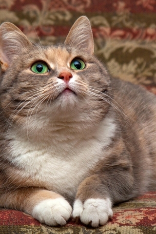 Image: Muzzle, cat, fluffy, beautiful, looks, up
