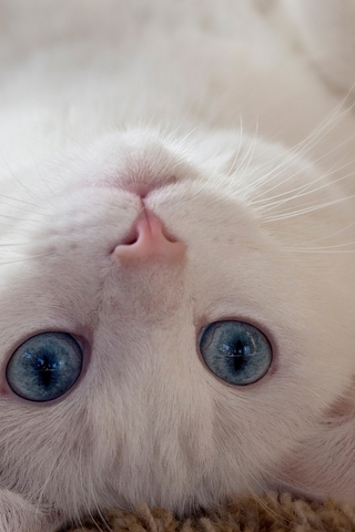 Картинка: Кот, белый, лежит, ковёр, на спине, вверх, взгляд, глаза, голубые, ушки
