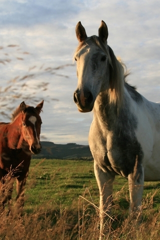 Картинка: Лошади, пара, поле, трава, небо