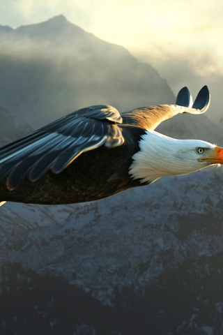 Image: Eagle, bald, flying, wings, feathers, mountains, sky, fog, light