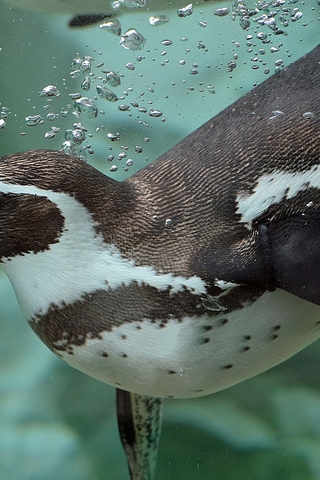 Image: Penguin, swims, water, bubbles, looks