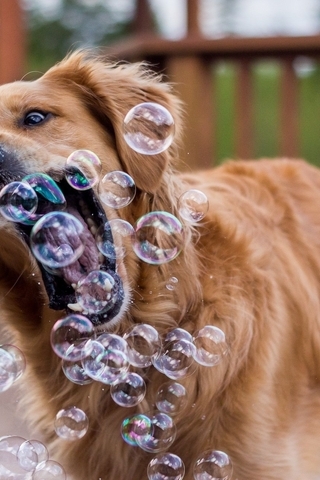 Картинка: Собака, золотистый, ретривер, мыльные, пузыри, ловит, играет