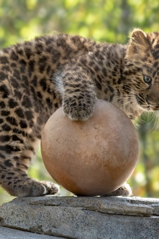 Image: Leopard, cub, baby, predator, spot, bowl, stone