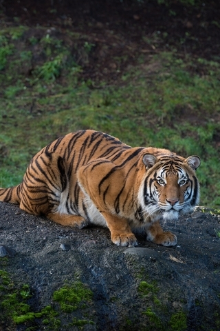 Картинка: Тигр, полосатый, хищник, сидит, взгляд, смотрит, бугор, природа, растительность