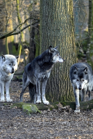 Image: Wolves, pack, forest, trees, leaves