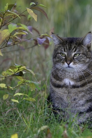 Картинка: Кот, сидит, толстый, взгляд, трава, ветки, листья