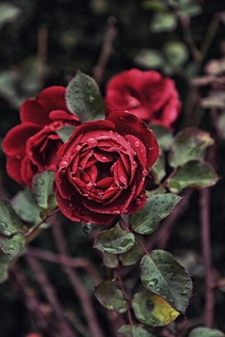 Картинка: Розы, красные, листья, лепестки, бутон, куст, капли