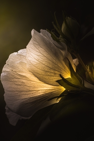 Image: Flower, petals, white, background, light