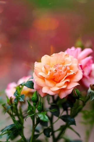 Картинка: Розы, цветы, красивые, размытый фон