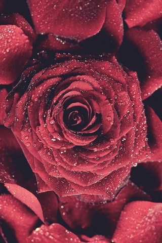 Картинка: Роза, красная, лепестки, капли, вода
