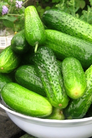 Image: Cucumbers, vegetables, crop, green, plate, summer
