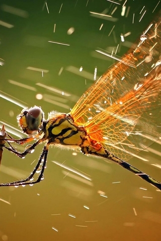 Image: Dragonfly, wings, splashes, drops, branch, sitting