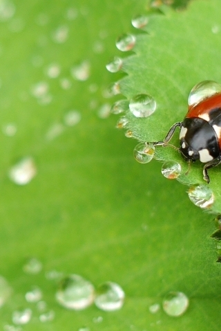 Image: Leaf, drops, dew, ladybug, sitting, macro