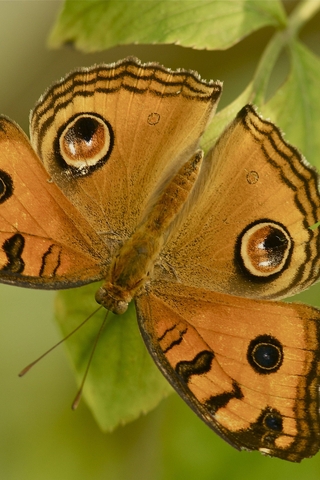 Картинка: Бабочка, крылья, окрас, листья