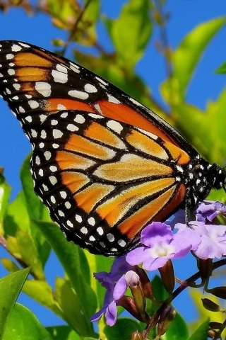 Картинка: Бабочка, крылья, окрас, сидит, цветок, листья, небо