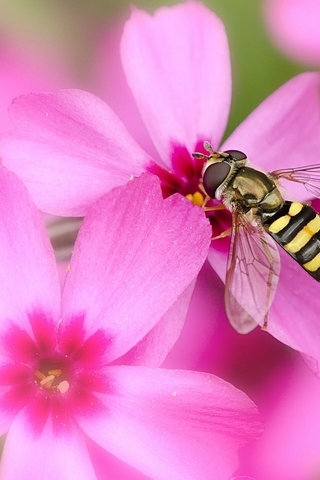 Image: Fly, murmur, beekeeper, pink, flower