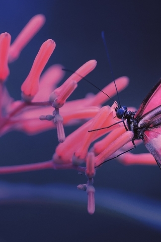 Image: Butterfly, wings, sitting, flower, stems, blurring