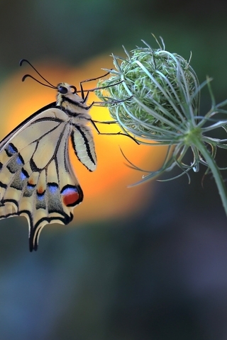 Картинка: Махаон, бабочка, окраска, крылья, цветок, бутон, размытый фон