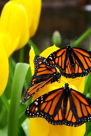 Image: Butterfly, yellow, tulips, flowers