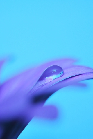 Image: Flower, lilac, purple, drop, blue background