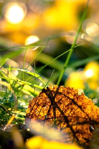 Картинка: Лист, осень, зелёная трава, веточки, блики, свет, солнечные лучи