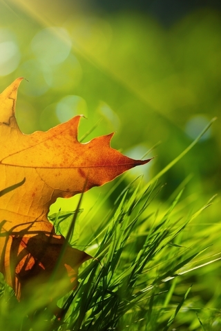 Image: Leaf, yellow, autumn, grass