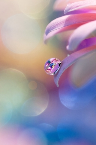 Image: Drop, water, reflection, dew, flower, glare, color