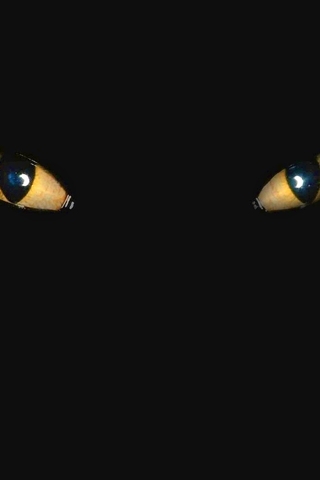 Картинка: Кошка, глаза, зрачки, чёрный фон