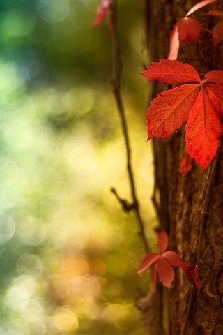 Картинка: Осень, осенние листья, кора, дерево, боке, блики
