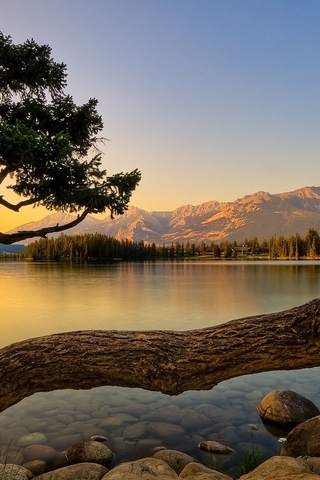 Картинка: Озеро, вода, дерево, ствол, камни, вечер, лес, горы