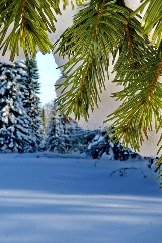 Картинка: Деревья, хвоя, сосна, ель, иголки, ветки, снег, небо