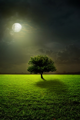 Картинка: Дерево, поле, трава, ночь, луна, полнолуние, свет, отражение, небо, облака