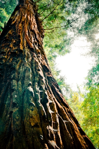 Картинка: Дерево, ствол, лес, свет, ветки, кора, зелень
