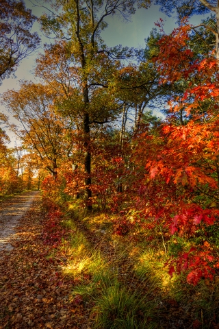 Image: Autumn, track, trees, leaves, grass, sky