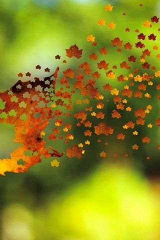 Картинка: Осень, клён, лист, листочки, полёт, ветер