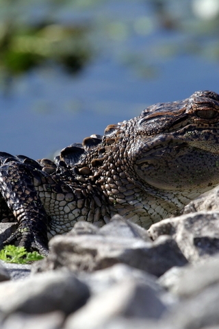Image: Reptile, crocodile, cub, hot, stones