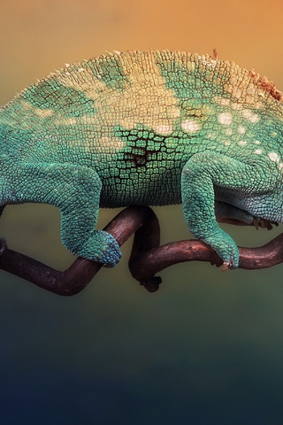 Image: Chameleon, color, branch, sitting, looking, cockroach