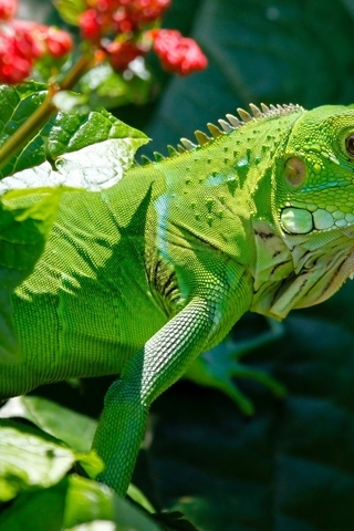 Image: Reptile, iguana, green, greenery, the sun