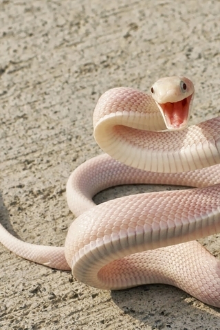 Картинка: Змея, глаза, чешуя, кожа, пасть, шипит, извивается